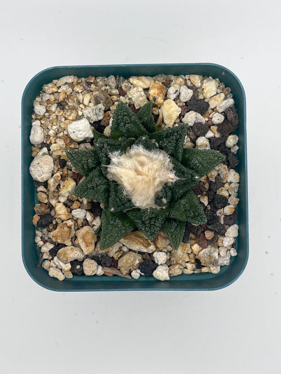 Ariocarpus Hintonii