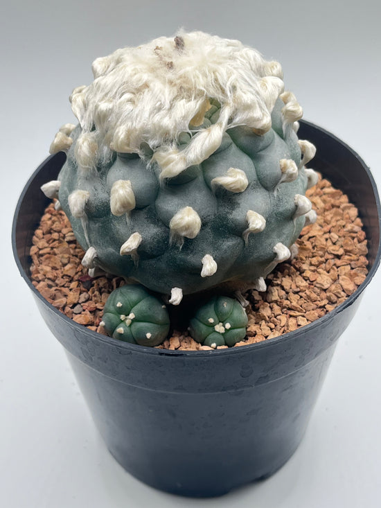 Button Cactus with pups