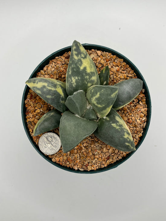 Variegated Ariocarpus Retusus