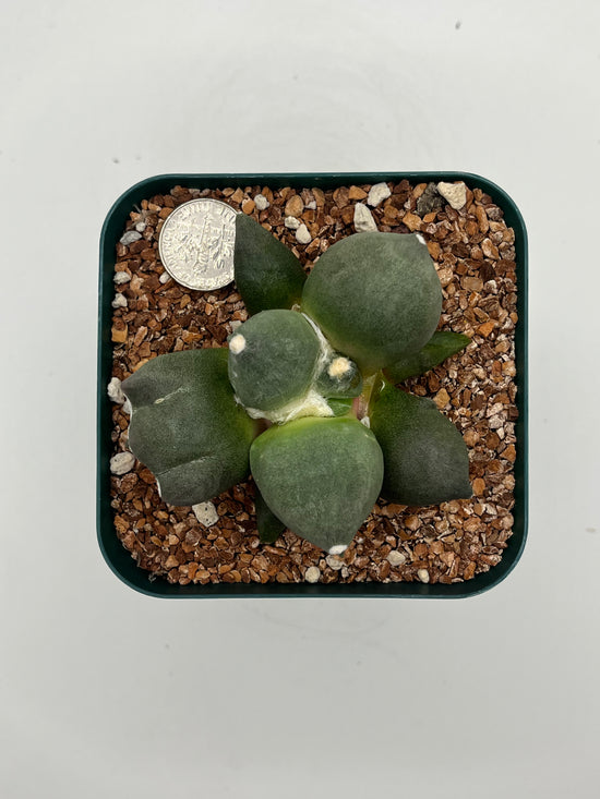 Ariocarpus cv. maruibo trifinger