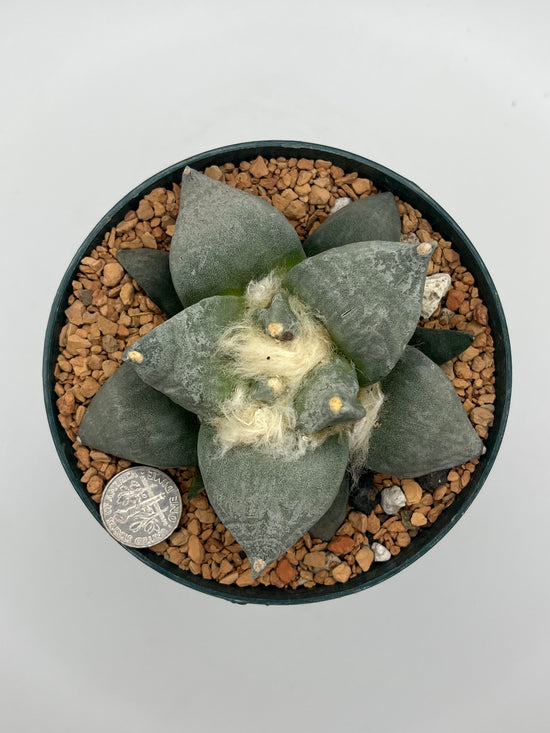 Ariocarpus Retusus