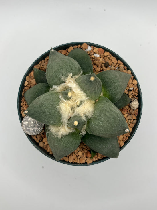 Ariocarpus Retusus