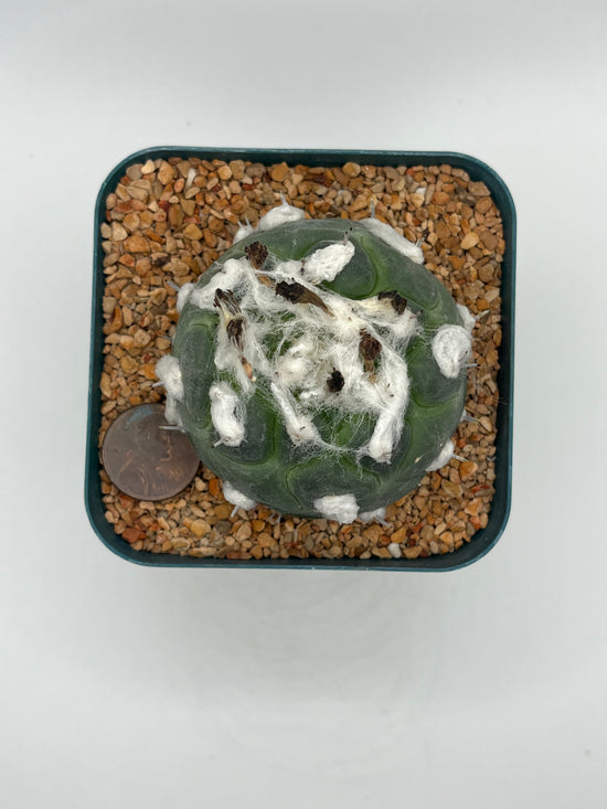 turbinicarpus jauernigii