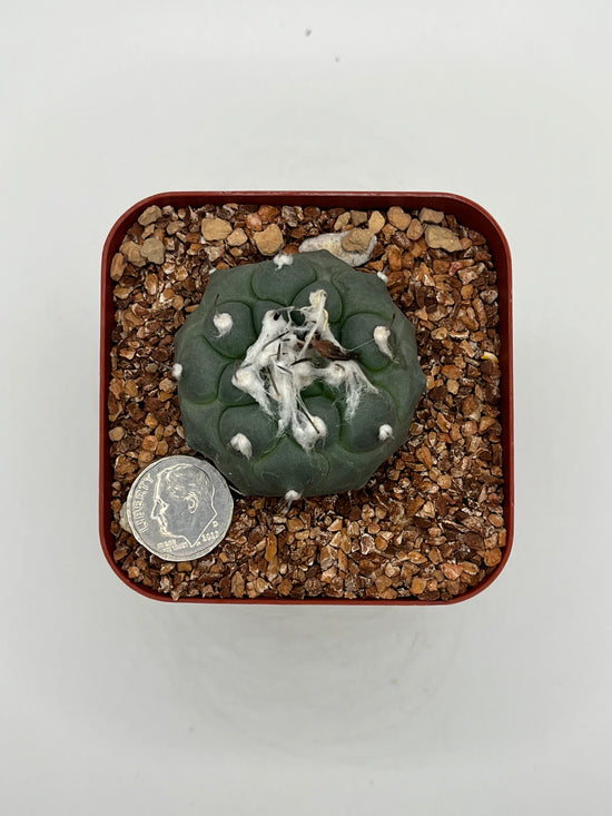 Turbinicarpus lophophoroides × jauernigii