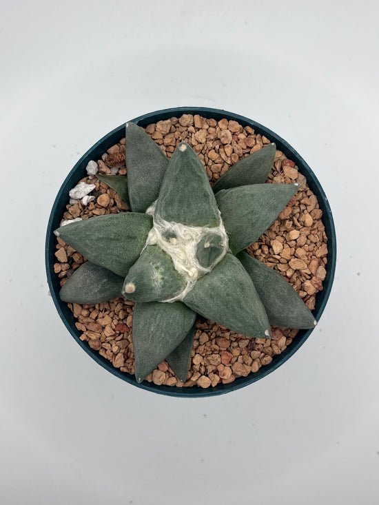 Ariocarpus Retusus