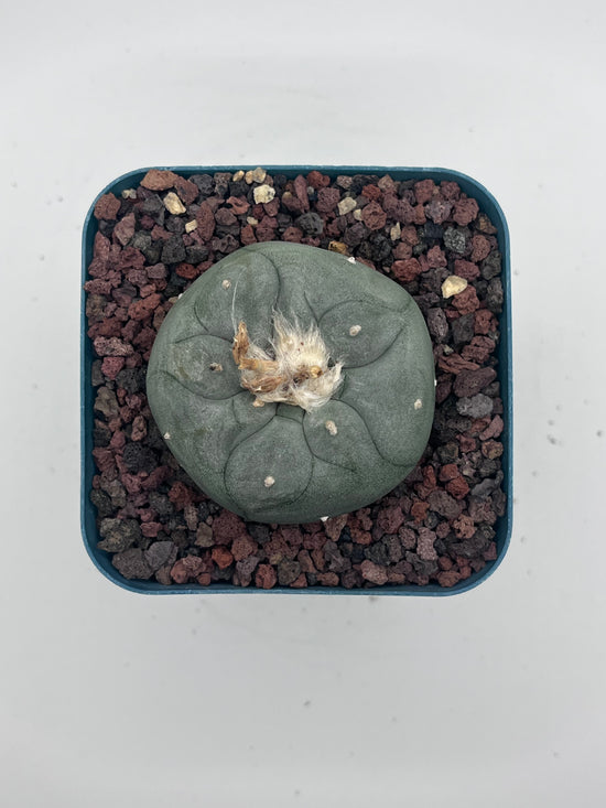 Button Cactus