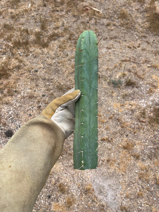 T. Bridgesii Yehuda 13”