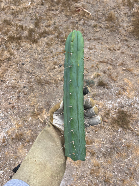 T. Bridgesii Yehuda 13”