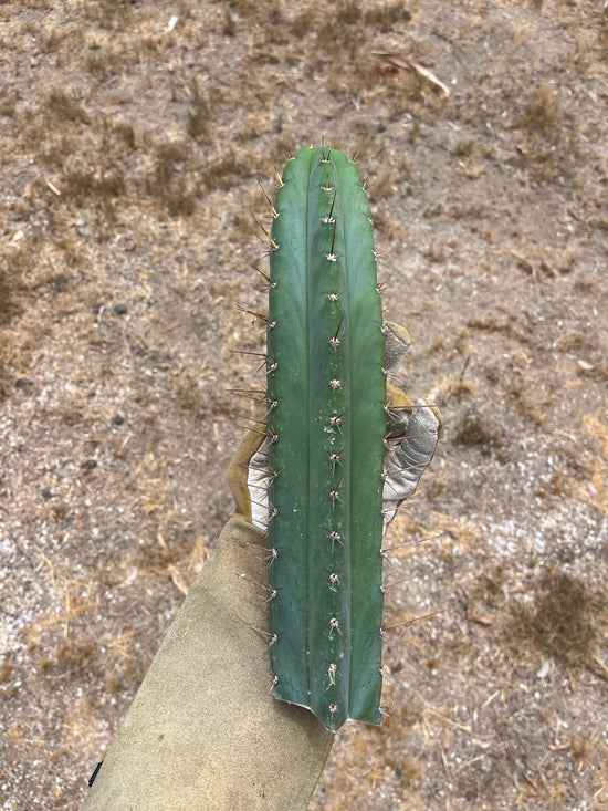 T. Peru Old man 13”