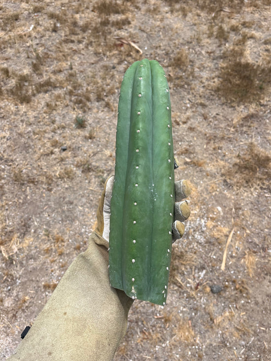 T. Pachanoi “Adele”