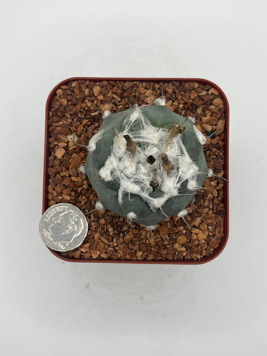 Turbinicarpus lophophoroides × jauernigii