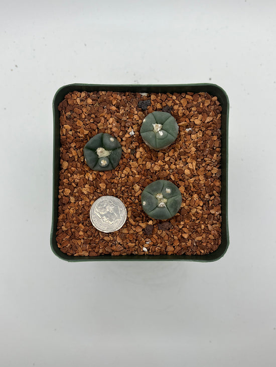 L. alberto-vojtechii (3 pack)