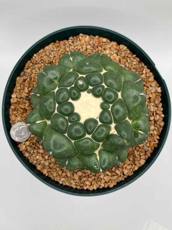 coryphantha elephantidens inermis