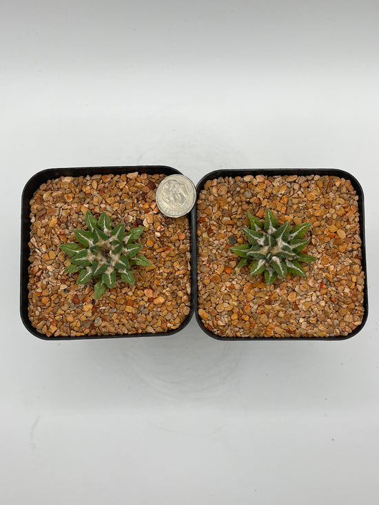 A. KOTSCHOUBEYANUS VAR ELAPHANTIDENS 2 pack