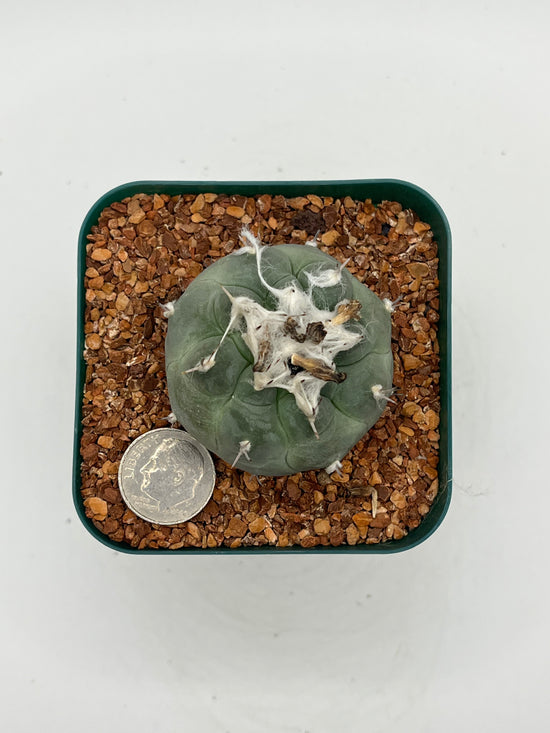 Turbinicarpus lophophoroides × jauernigii