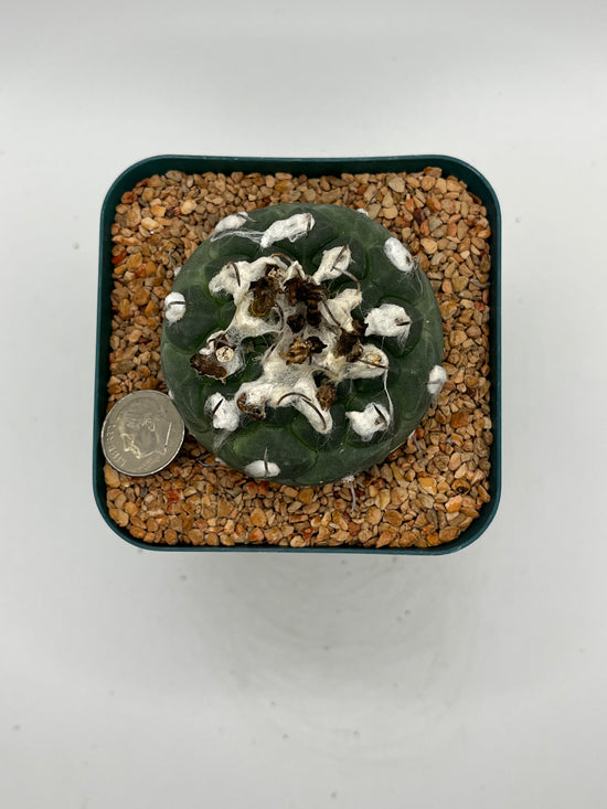 turbinicarpus jauernigii