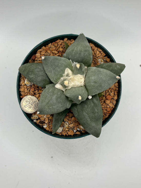 Ariocarpus Retusus