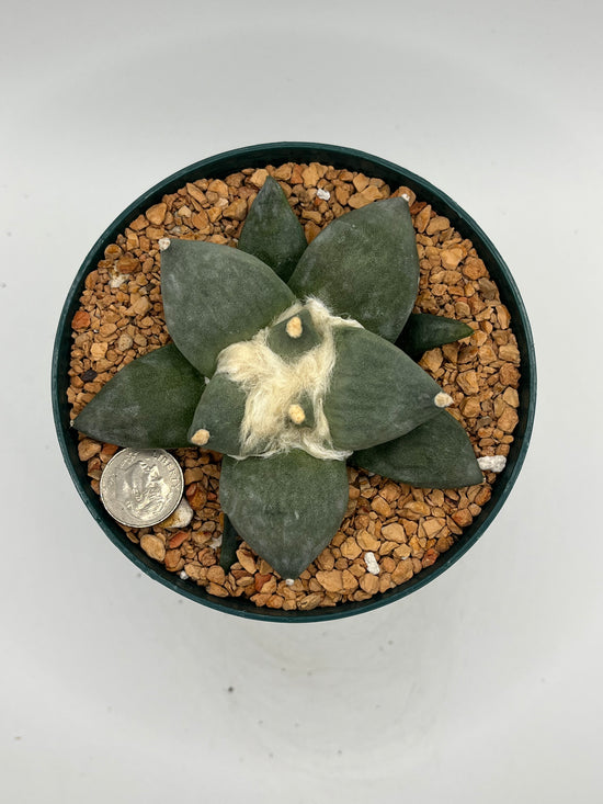 Ariocarpus Retusus