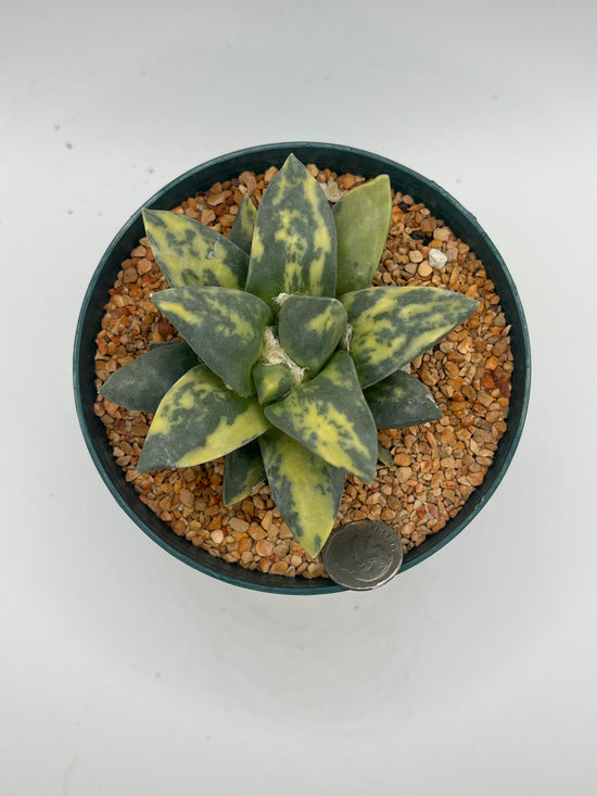 Variegated Ariocarpus Retusus