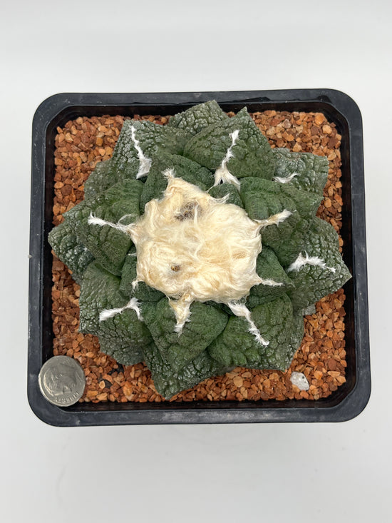 Ariocarpus fissuratus