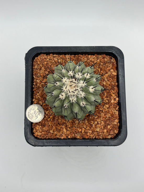 Copiapoa cinerea