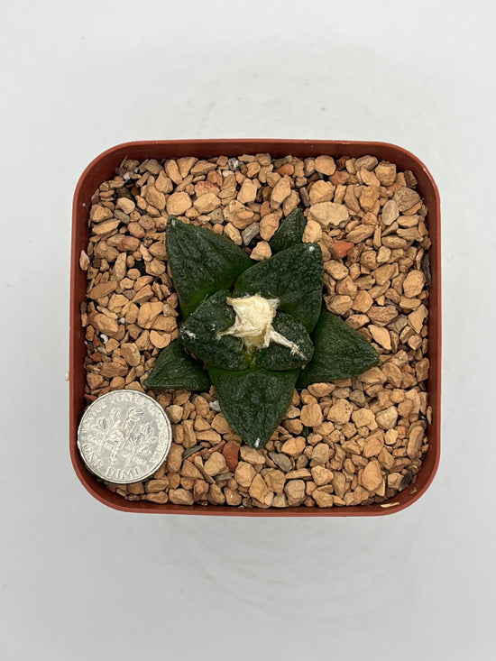 Ariocarpus fissuratus