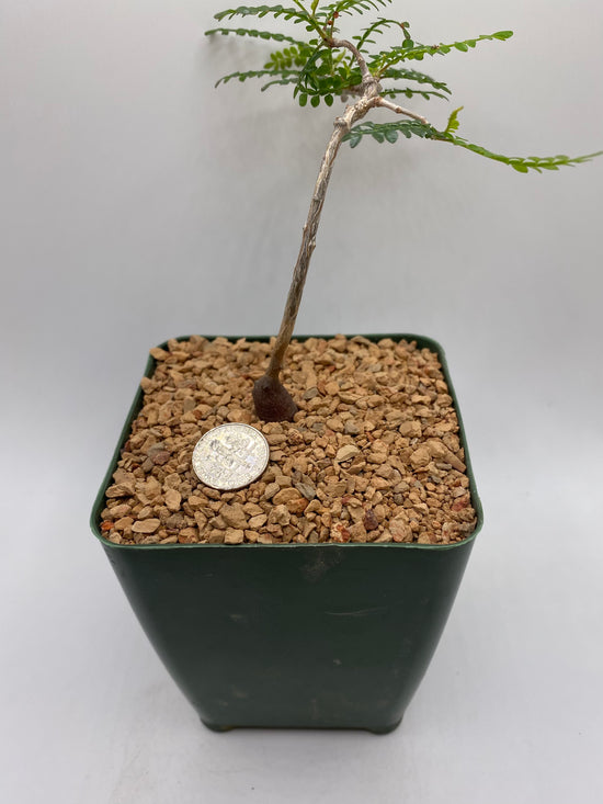 Operculicarya pachypus