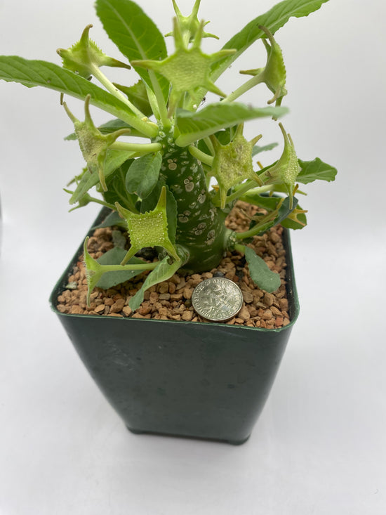 Dorstenia foetida