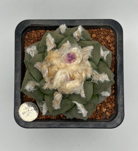 Ariocarpus fissuratus