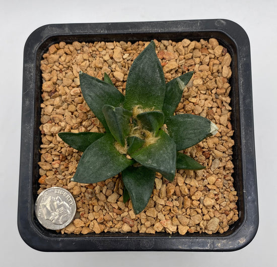 Ariocarpus Scapharostrus (Hybrid)