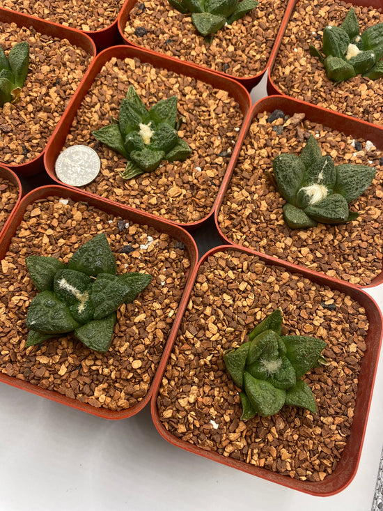 Ariocarpus fissuratus cv. Godzilla
