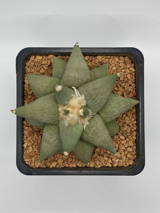 Airocarpus retusus- Bumpy Tubercles