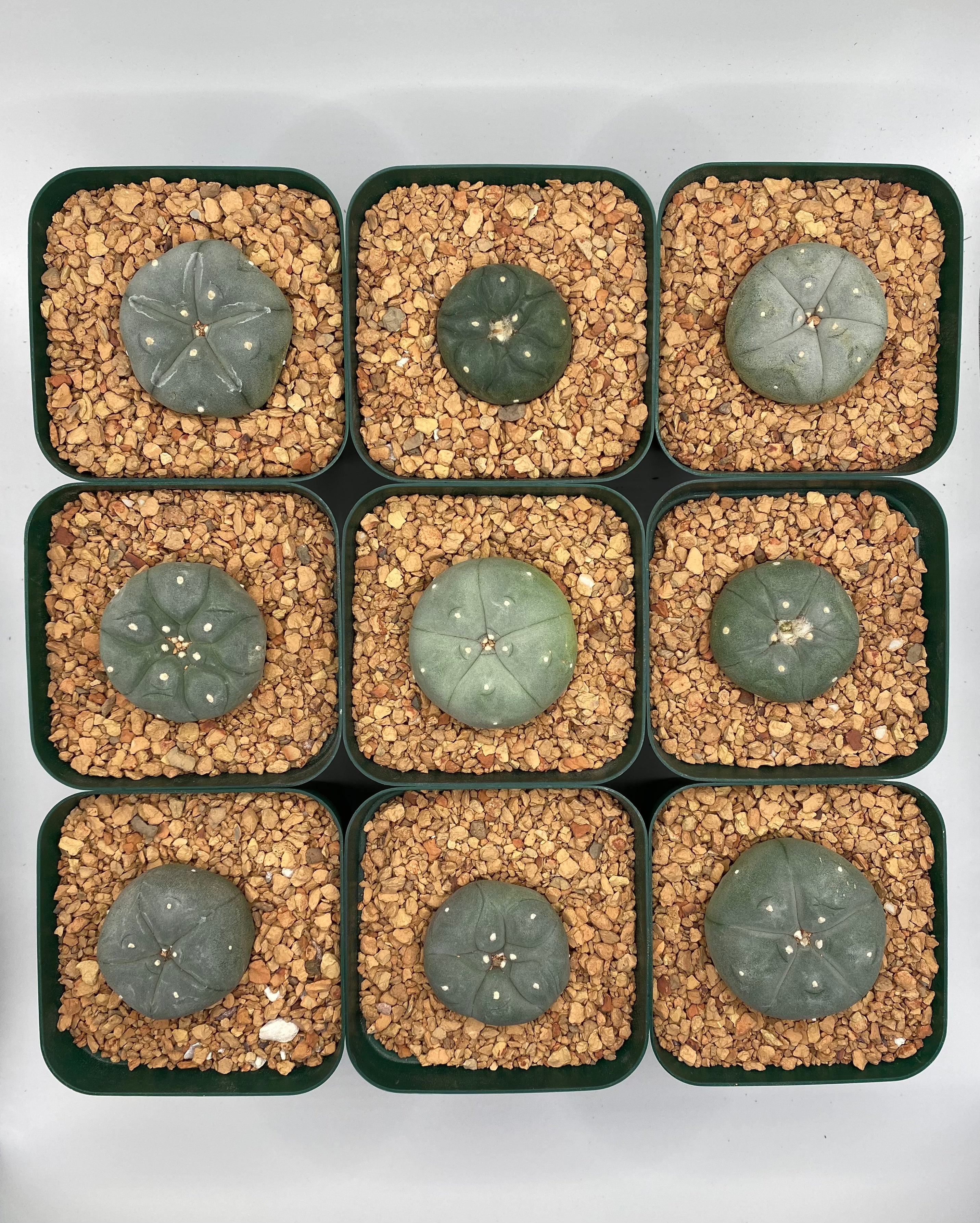 types of button cactus Medium Button Cactus