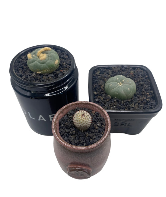 Black Lava Rock- 1/8"