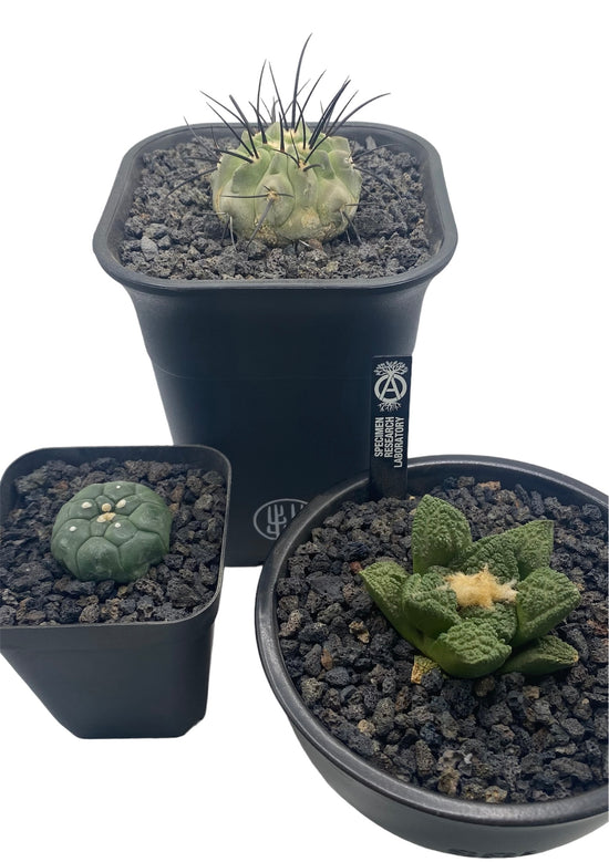 Black Lava Rock- 3/16"