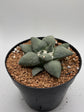 Ariocarpus Retusus