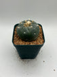 Button Cactus