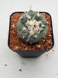 Turbinicarpus lophophoroides × jauernigii