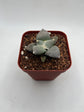Ariocarpus Retusus brevituberosus