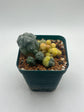Variegated Button Cactus