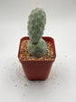 Tephrocactus Geometricus (Dragon Egg)