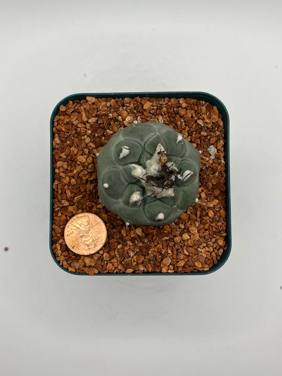 Turbinicarpus lophophoroides × jauernigii