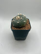 Button Cactus