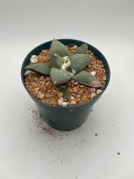 Ariocarpus Retusus (minor sunburn)