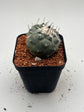 Turbinicarpus lophophoroides × jauernigii