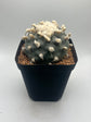Button Cactus