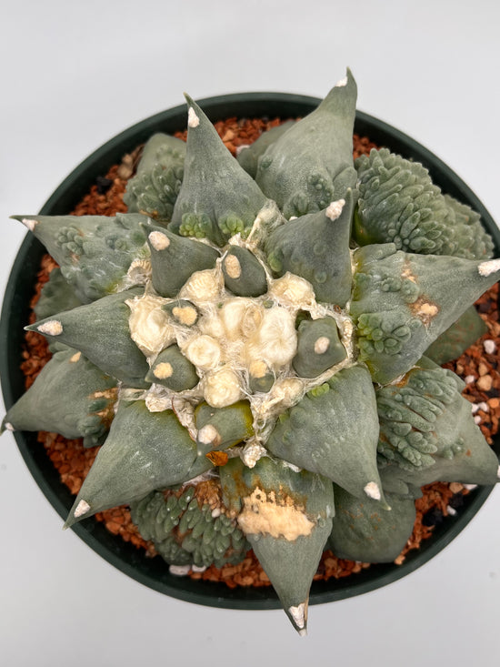Ariocarpus Retusus Cauliflower