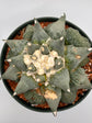 Ariocarpus Retusus Cauliflower