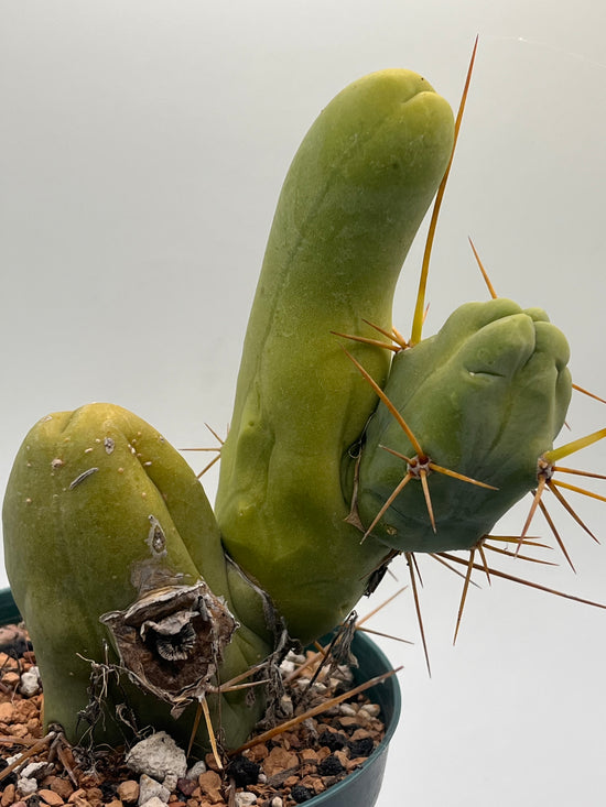Little Wiener Cactus