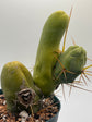 Little Wiener Cactus